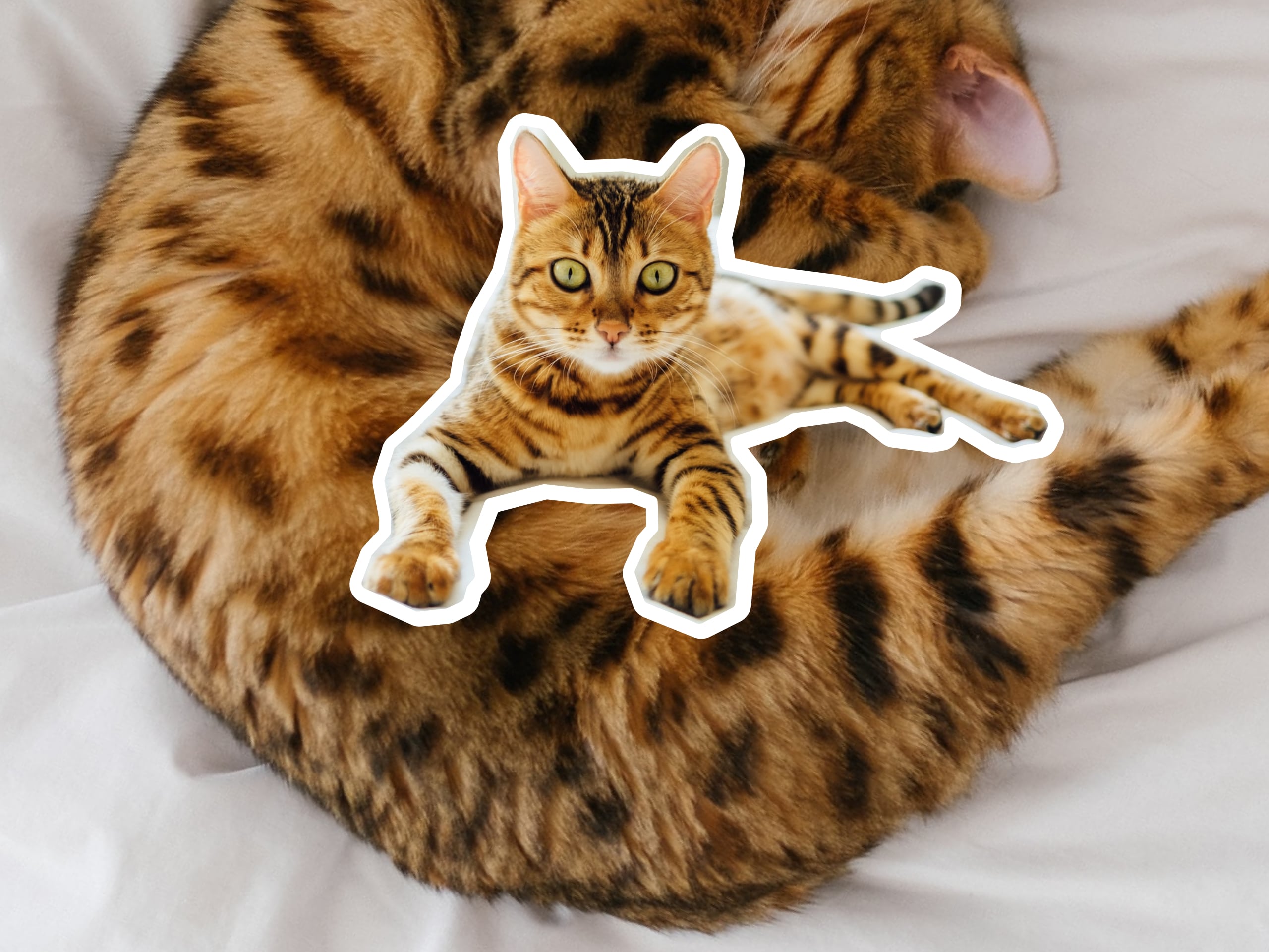 Toyger cat breed profile